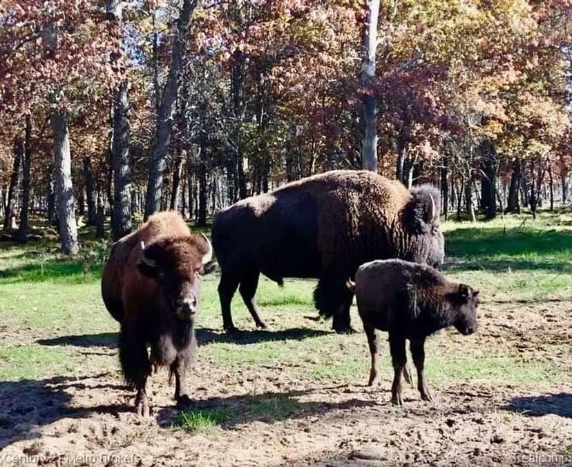 375 acre Elk & Buffalo Ranch