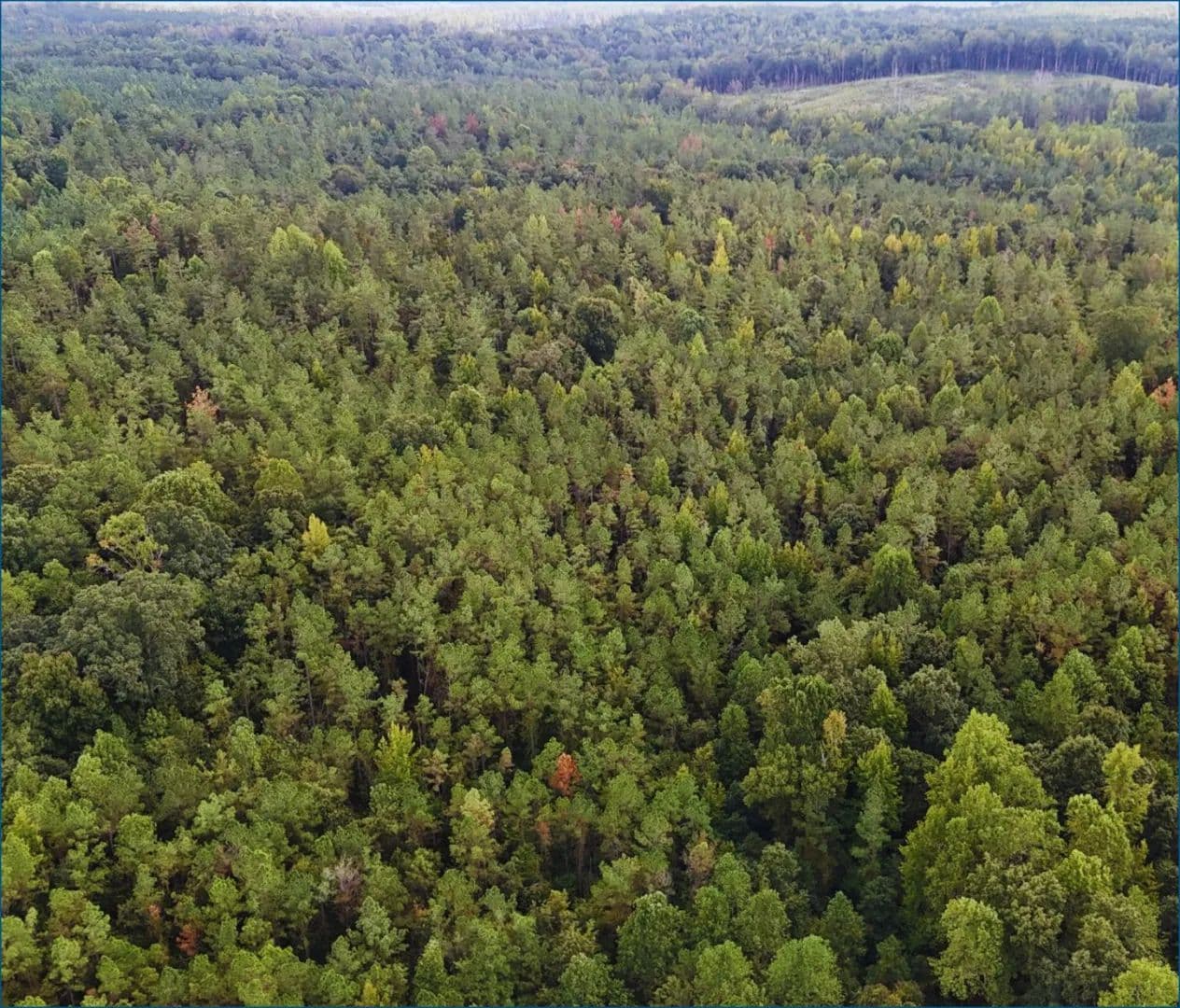 80 Acres in Webster County in Eupora, MS - Eupora, Mississippi, 39744