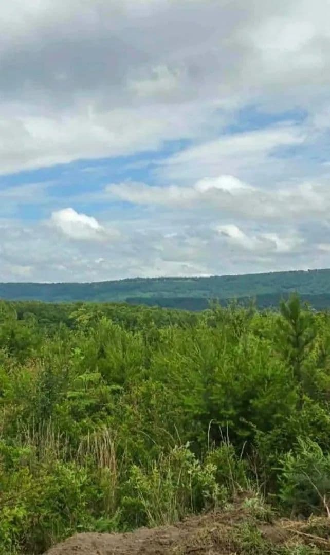 Beautiful 5+/-acre tract on Bethel Road in Hammondville, AL - Hammondville, Alabama, 35989