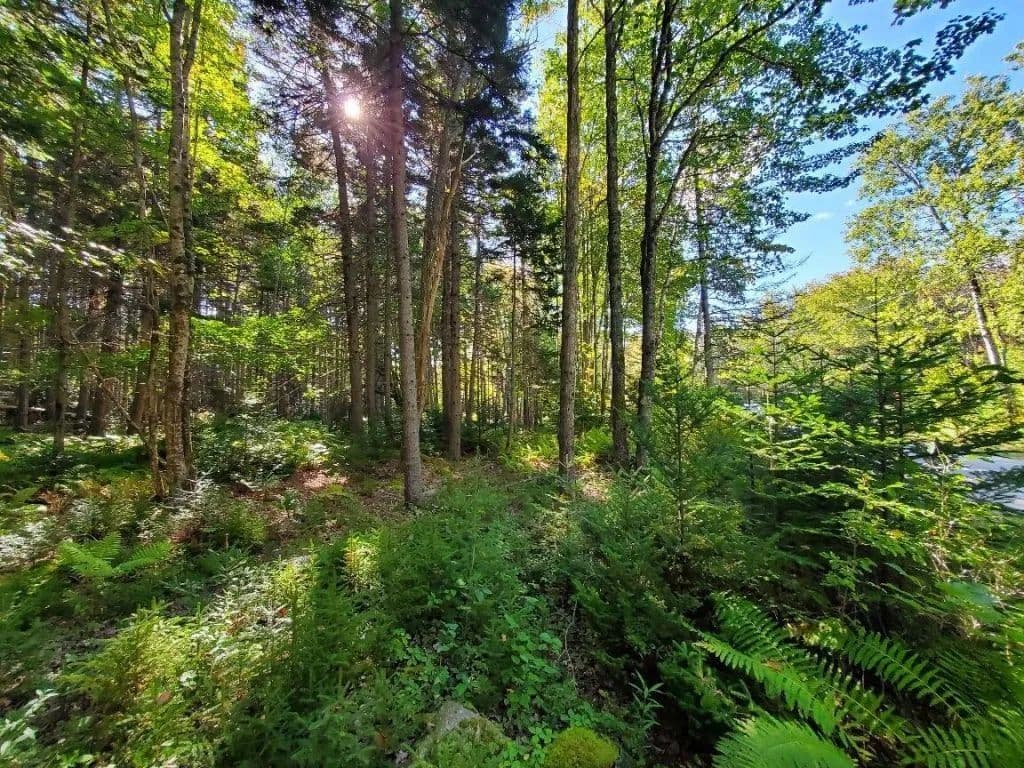 Vacant Land in Brooklin - Brooklin, Maine, 04616