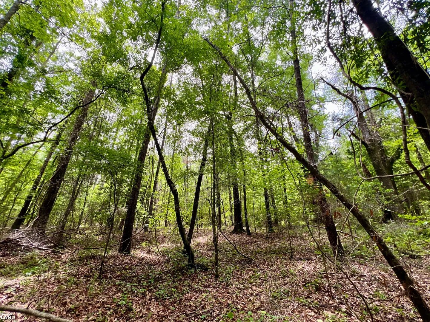 Grove Hill Whatley Bassett Creek Hunting & Timber Investment Tract - Whatley, Alabama, 36482