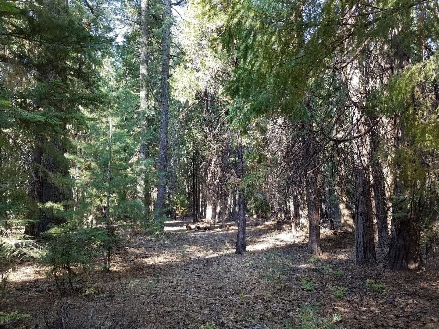 Vacant Land (0-10 Acres) in Shingletown - Shingletown, California, 96088
