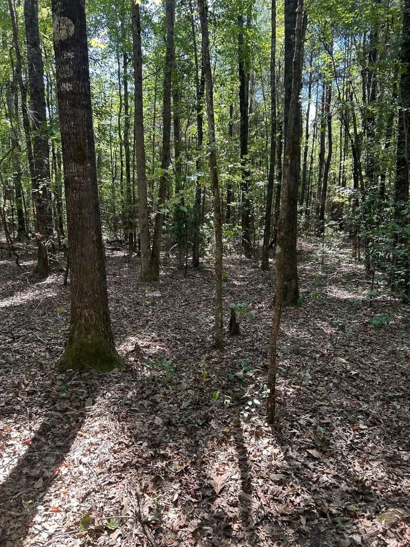 +/- 100 acres - Sulligent Alabama -Crews Tract - Crews, Alabama, 35586