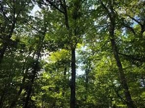Vacant Land in Larue - Larue, Texas, 75770
