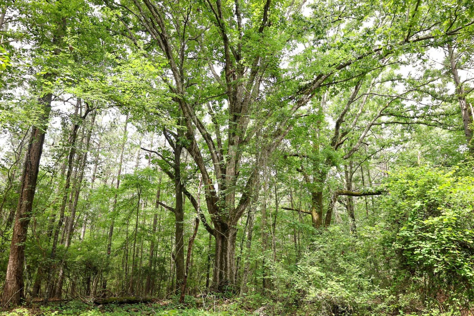 116.8 Acres in Lincoln Parish, LA  - Ruston, Louisiana, 71270