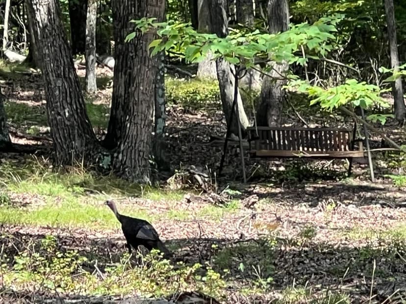 Vacant Land in Lookout Mountain