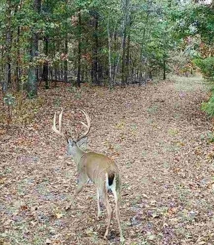 Lots & Land-Other in Noel - Noel, Missouri, 64854