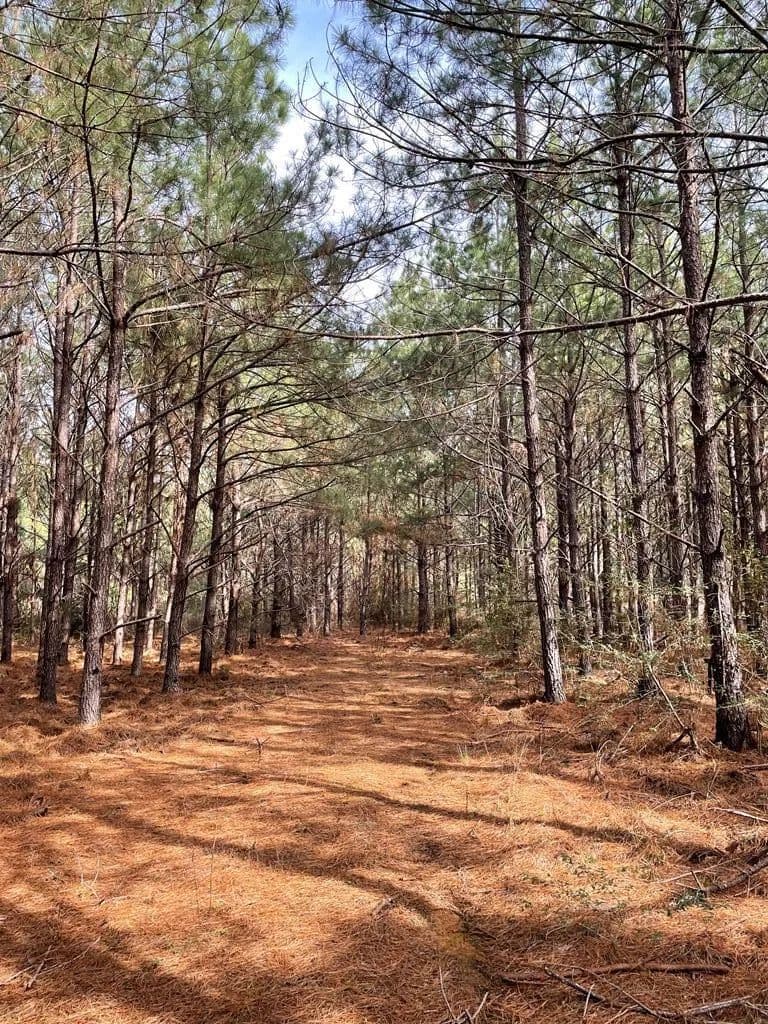 Lots & Land-Other in Nacogdoches
