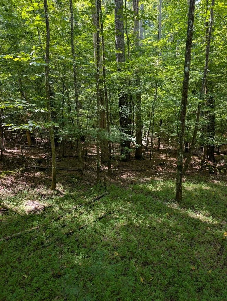 Lots & Land-Other in Ellijay - Ellijay, Georgia, 30540
