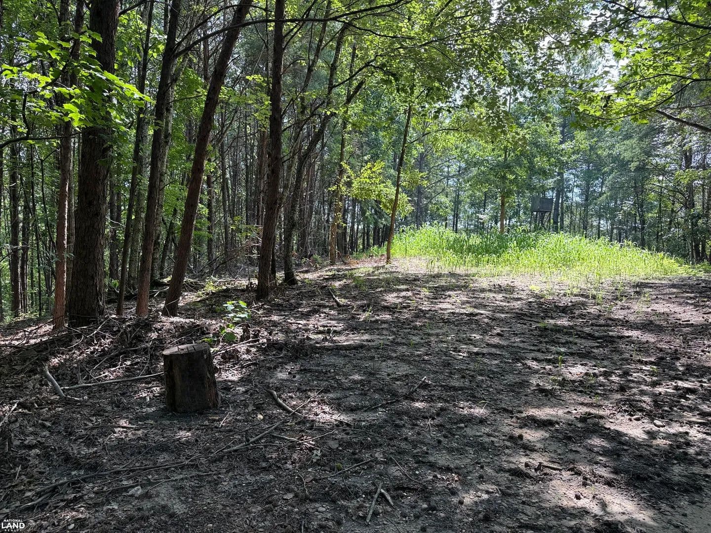 Kellerman Hunting & Recreation Tract - Kellerman, Alabama, 35468