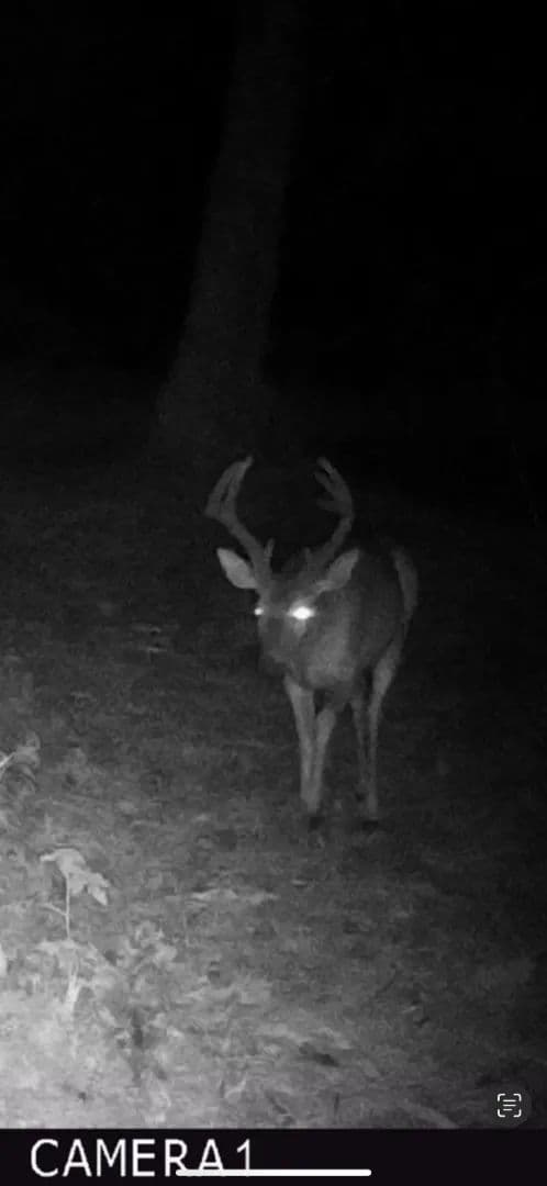 41.74 Acres in Yalobusha County, MS