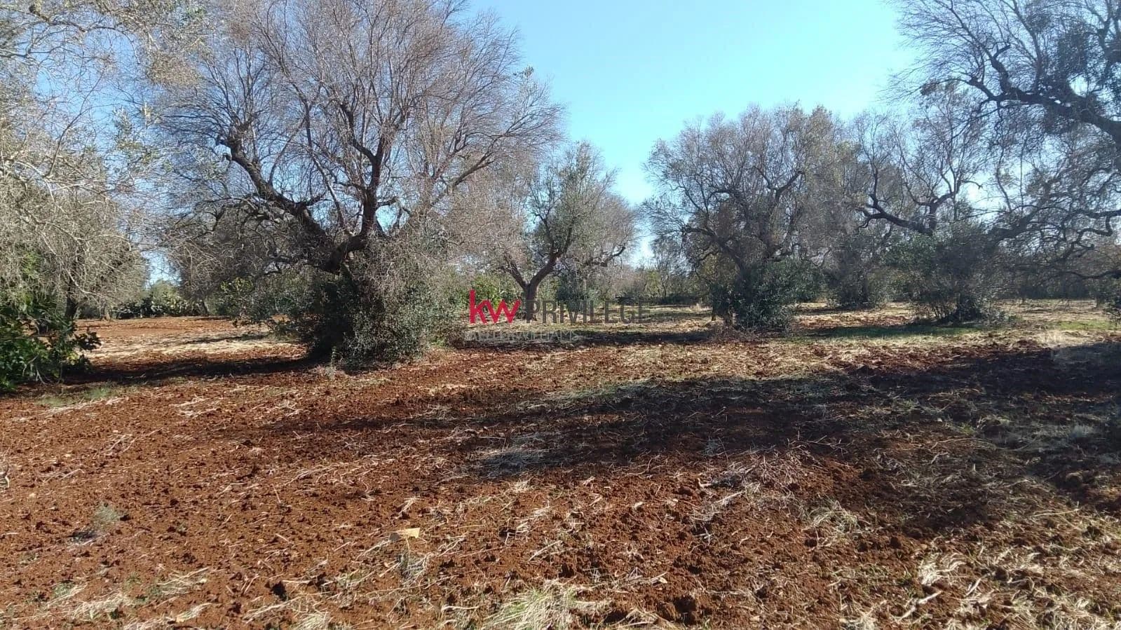 TERRENO - Italy