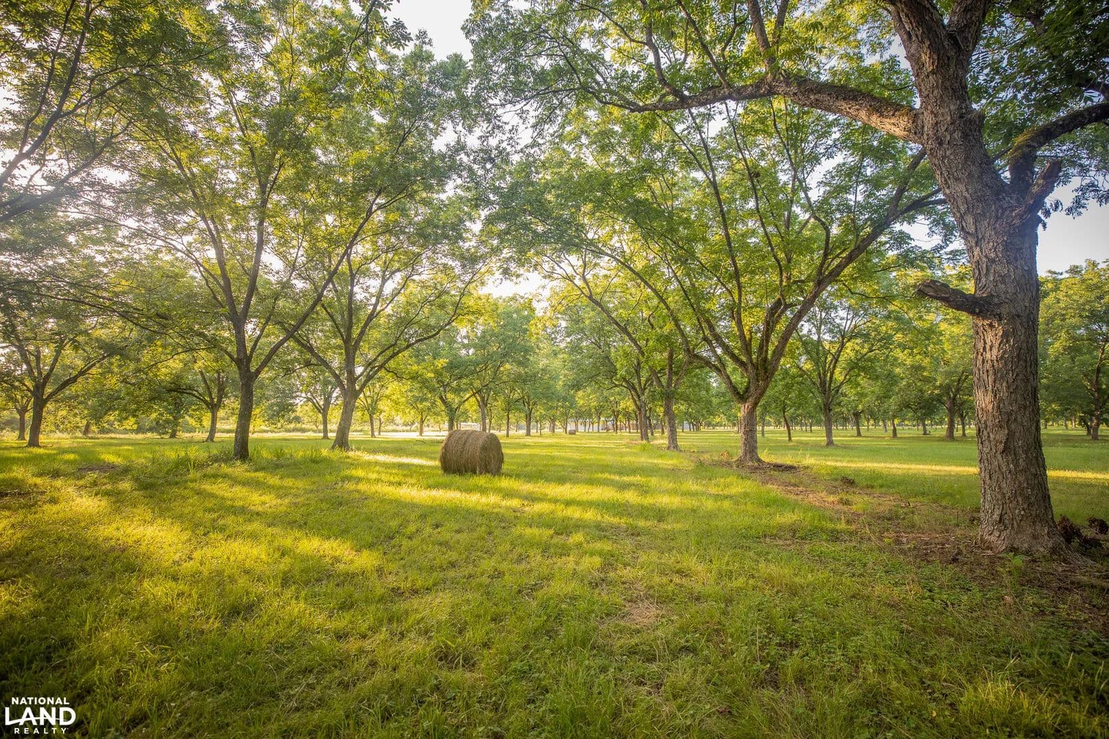 West Point Hardwoods & Pecan Orchard - West Point, Mississippi, 39773
