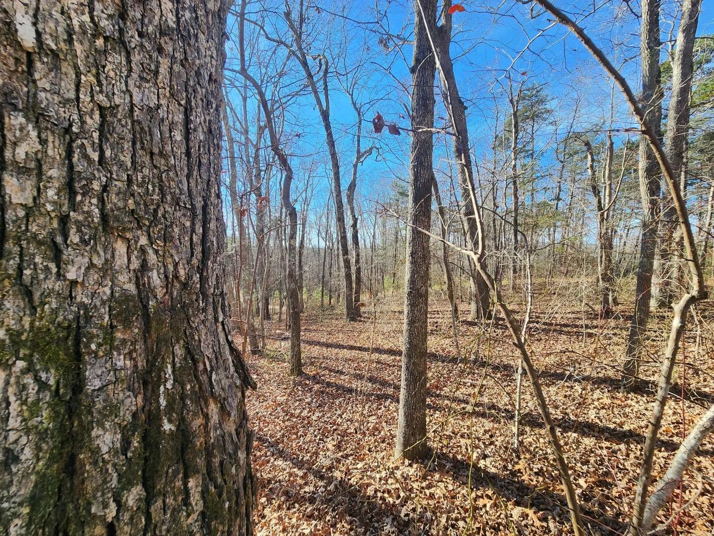Lots & Land-Other in Mentone - Mentone, Alabama, 35984