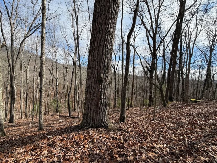 33 Acres in Morgan County, TN