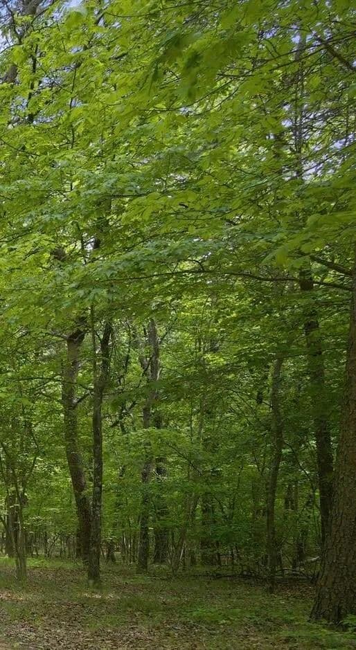 Property from 0 Mckaig Gulf Road - KW - Menlo, Georgia, 30731