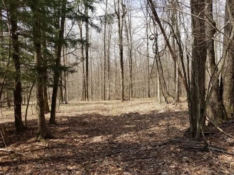 150 acres Timberland and Hunting Land in Erin NY Bryan Road