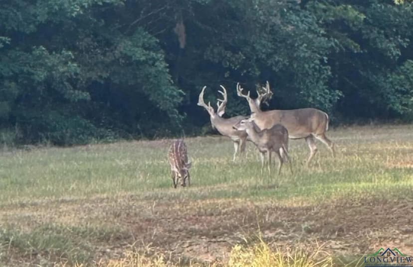 Vacant Land in Jefferson