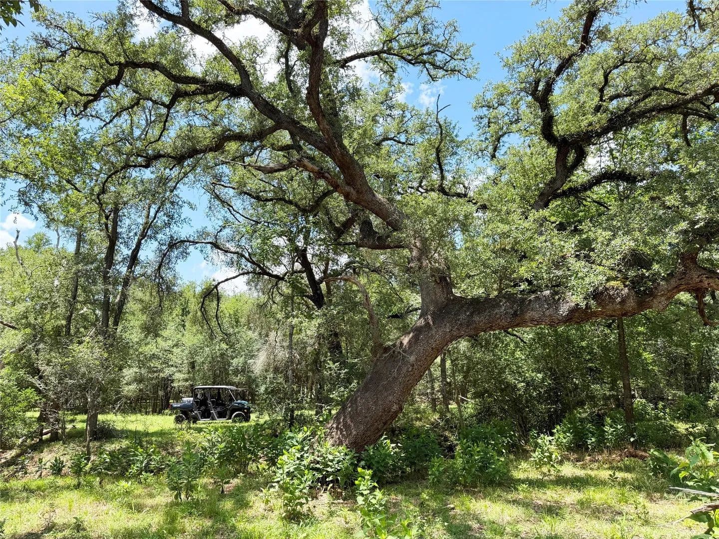 41 Acres of Land for Sale in Paige, TX - Paige, Texas, 78659
