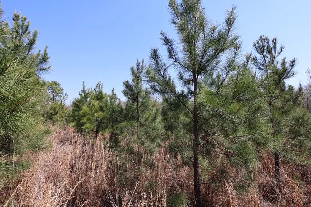 Rural Homesite / Hunting Camp - Dublin, Georgia, 31021