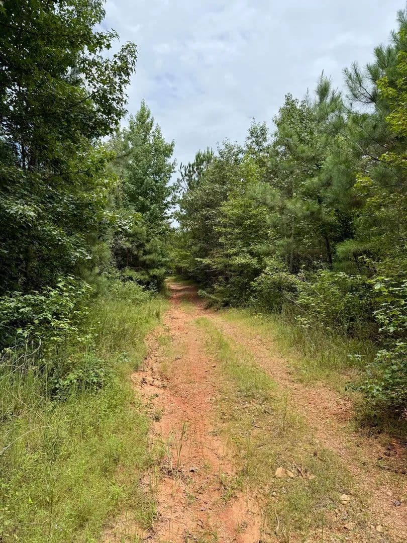 80 +/- Acres of Timberland in Cleburne County