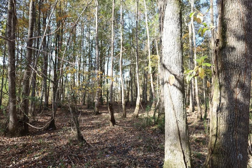 71+/- Acres Hwy 82 Tract Reform, AL Pickens County
