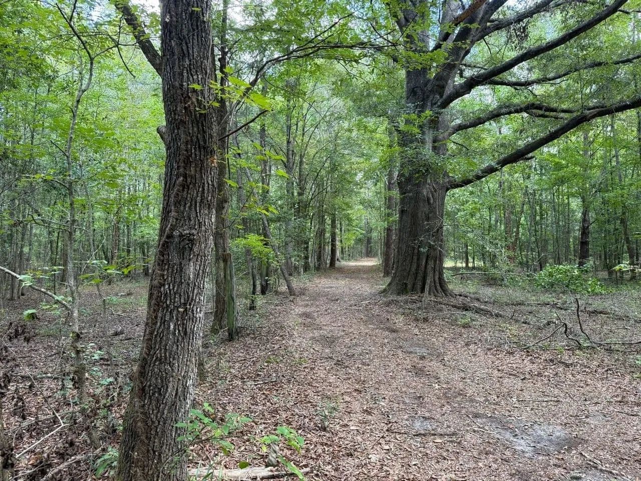 Great Hunting tract near East Montgomery/ Fitzpatrick - Fitzpatrick, Alabama, 36029