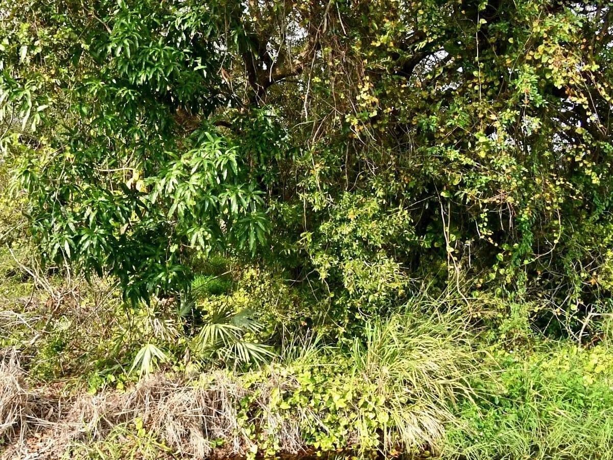 Vacant Land in Fort Pierce - Fort Pierce, Florida, 34947