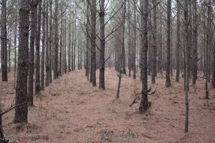 Homesite with Dirt Rd. Frontage