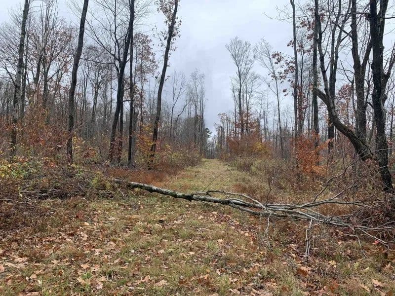 7 acres Hunting Land and Building Lot in Allegany NY State Route 16