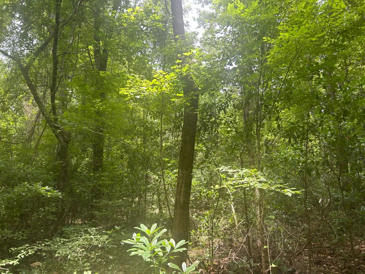 2.6 Acres in Caldwell Parish, LA  - Kelly, Louisiana, 71441