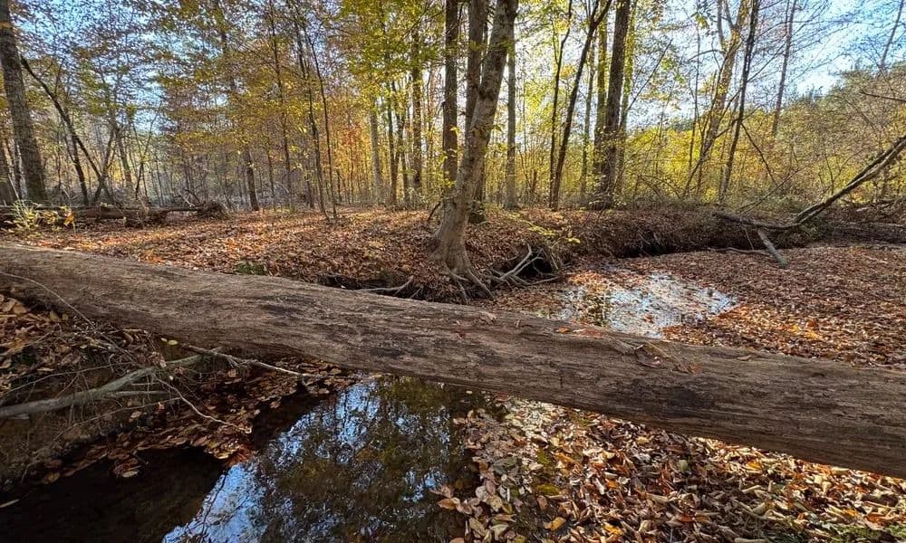41.9 +/- Acres, Germanys Ferry Road, Horseshoe Bend Schools, Tallapoosa Co - Daviston, Alabama, 36256