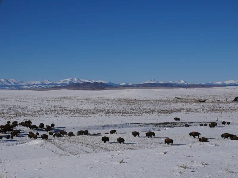 Elk Mountain Cattle Ranch