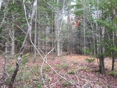 Built Your Get Away on First Roach Pond