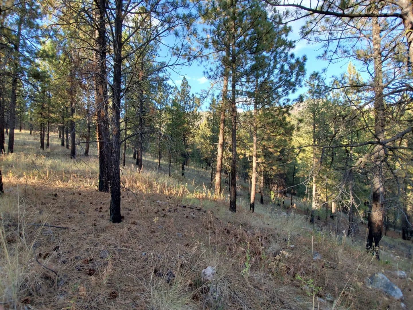 9.72 Acres in Riverside, WA - Riverside, Washington, 98849