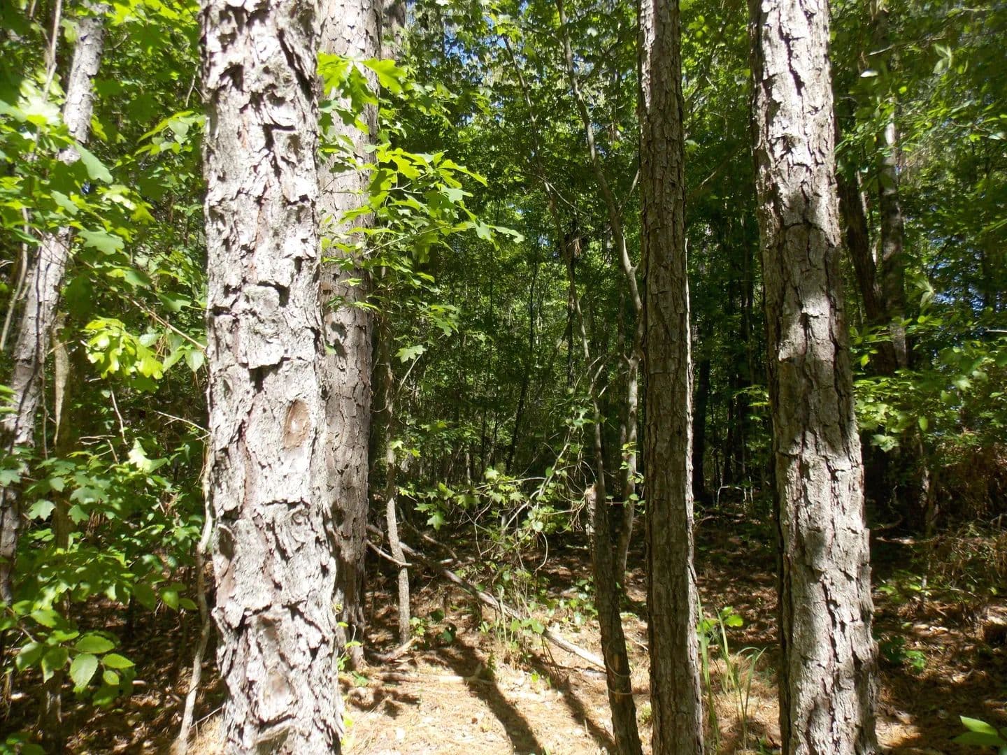 Lots & Land-Other in Lincolnton - Lincolnton, Georgia, 30817
