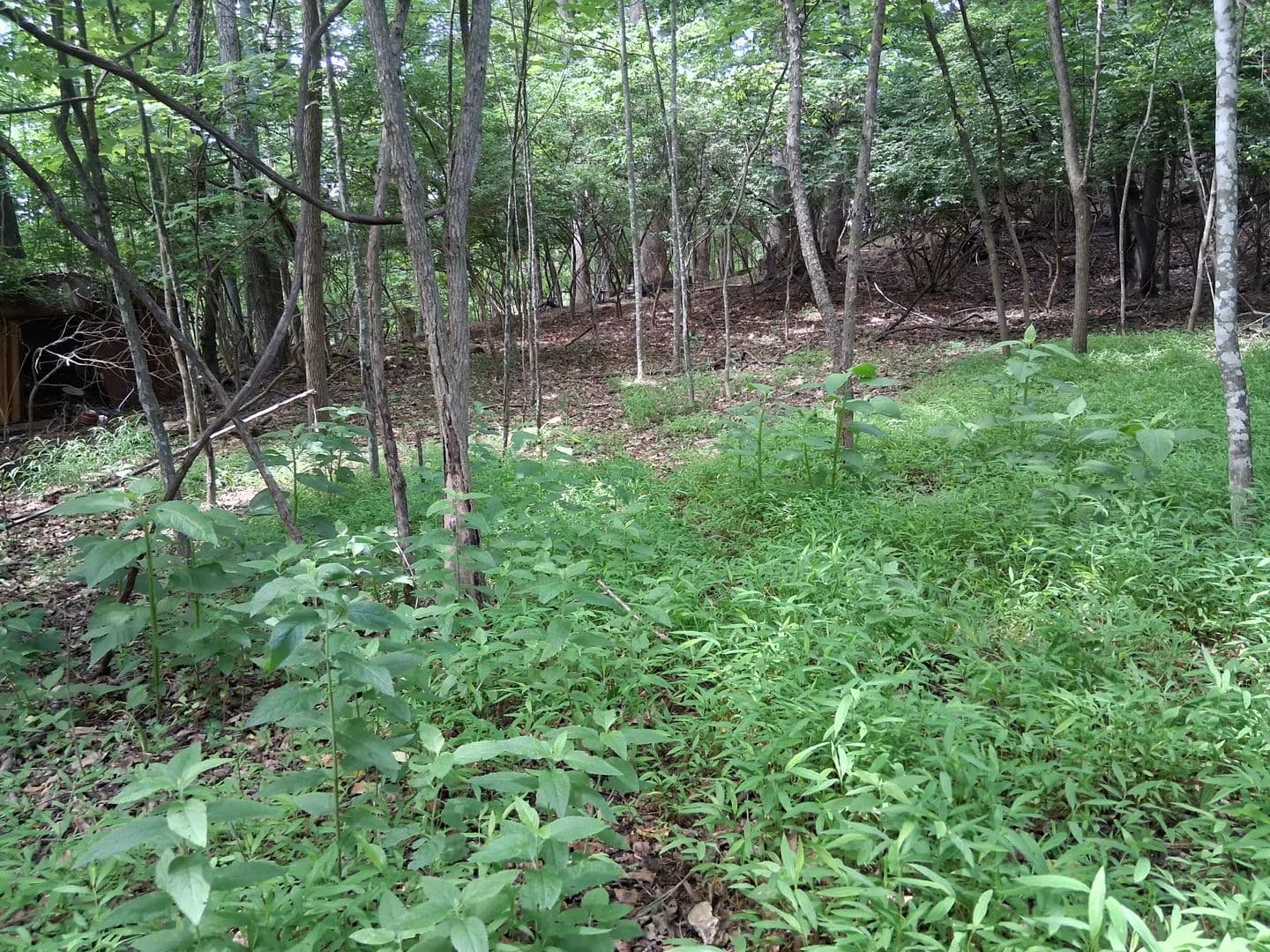 Vacant Land in Radford - Radford, Virginia, 24141