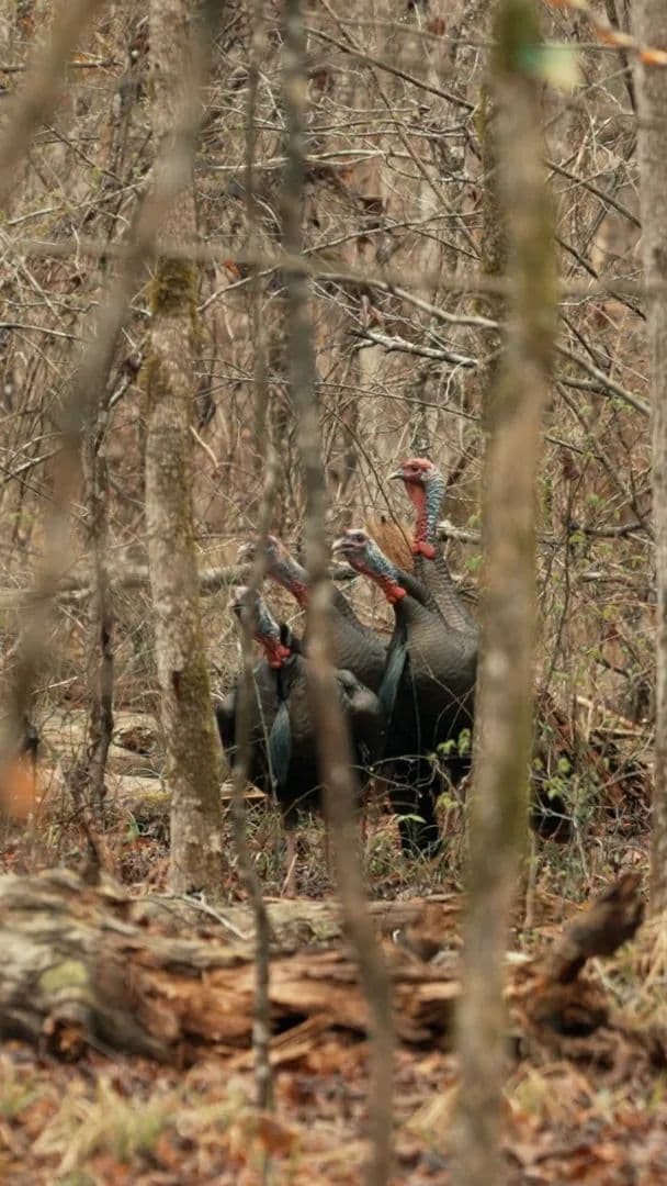 136.5 Acres in Winston County, MS