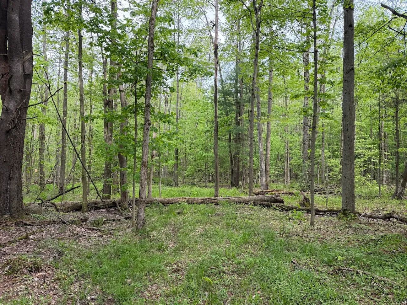 8.2 acres Hunting Land and Recreational Land in South Dayton NY Kellogg Hill Rd Lot 4 - South Dayton, New York, 14138
