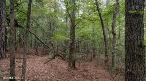 Property from 633 Lowhead Dam Road - KW - Lena, Mississippi, 39094
