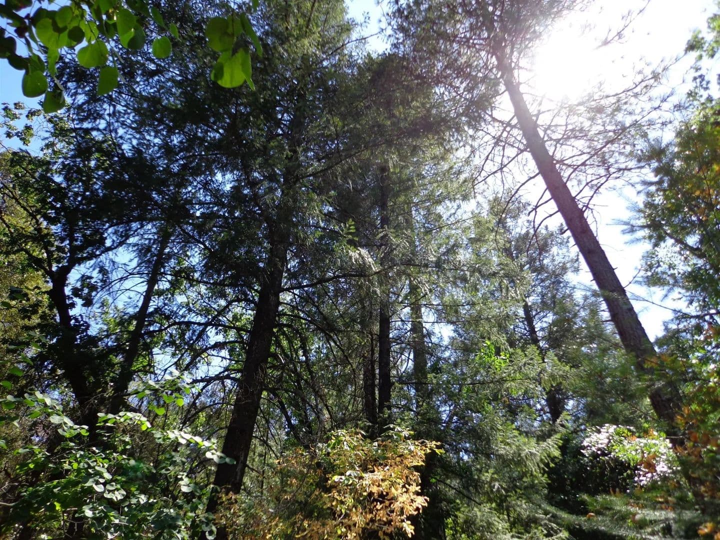 Vacant Land (0-10 Acres) in Lakehead - Lakehead, California, 96051