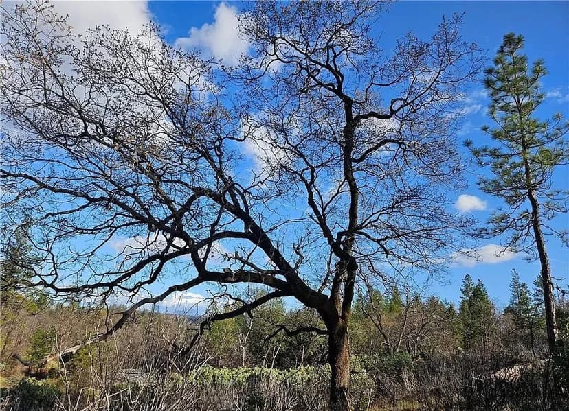 Vacant Land in Berry Creek