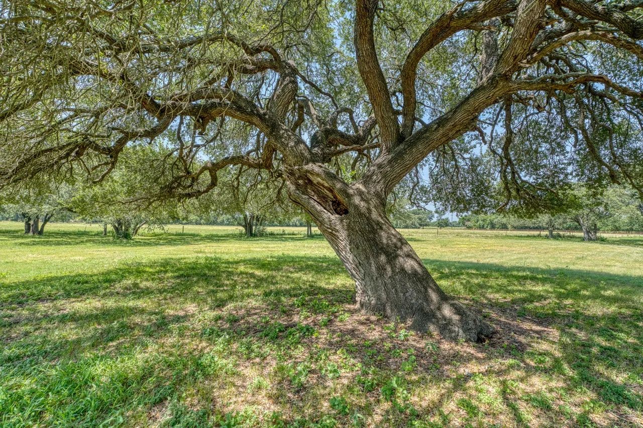 TAGGART RANCH - Texas, 76513