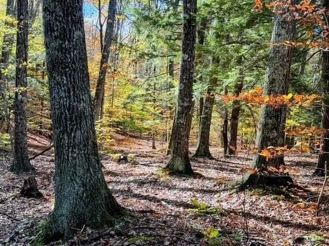 Vacant Land in Gilsum