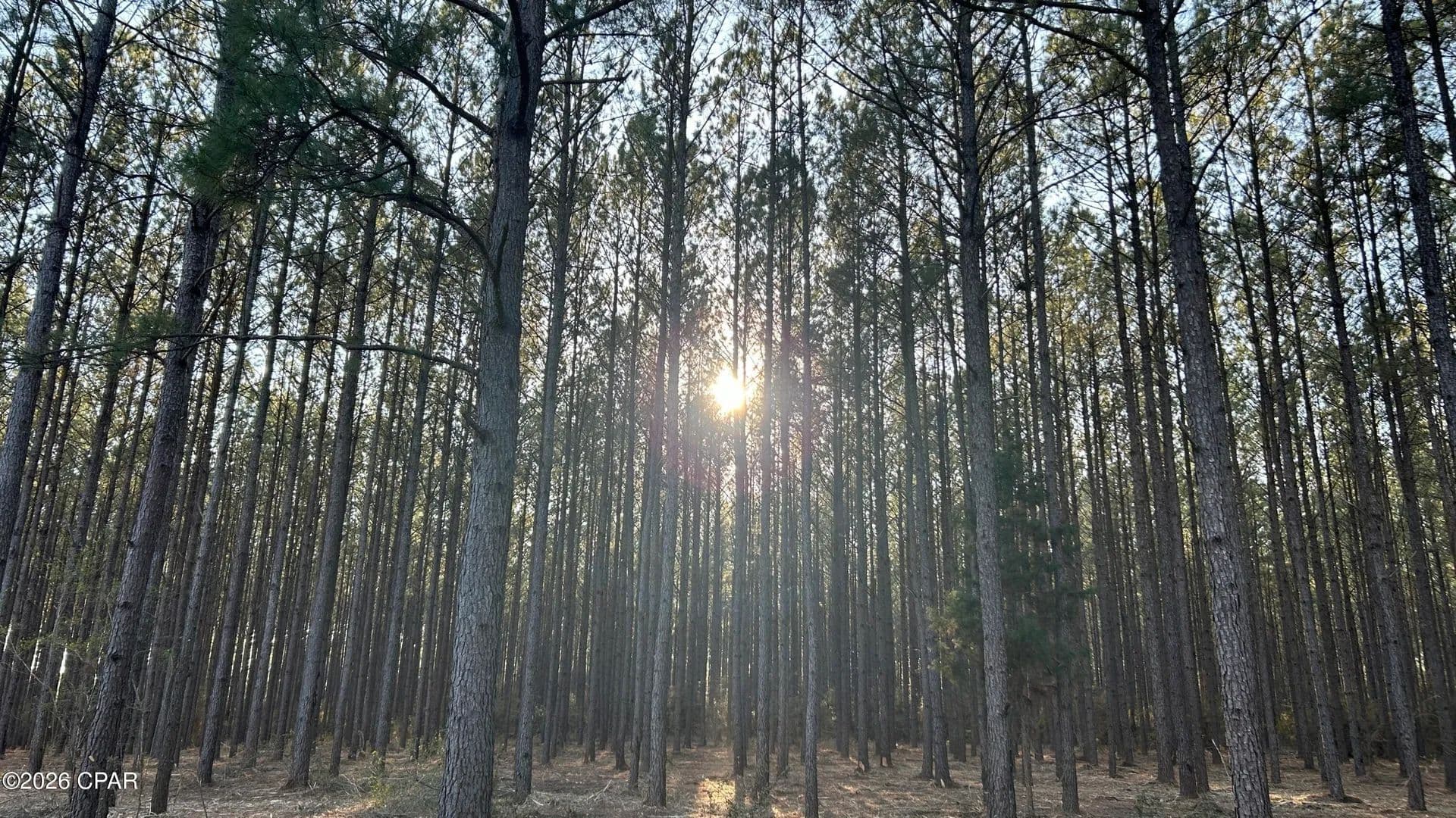 20.13 Acres of Land for Sale in Laurel Hill, Florida - Laurel Hill, Florida, 32567