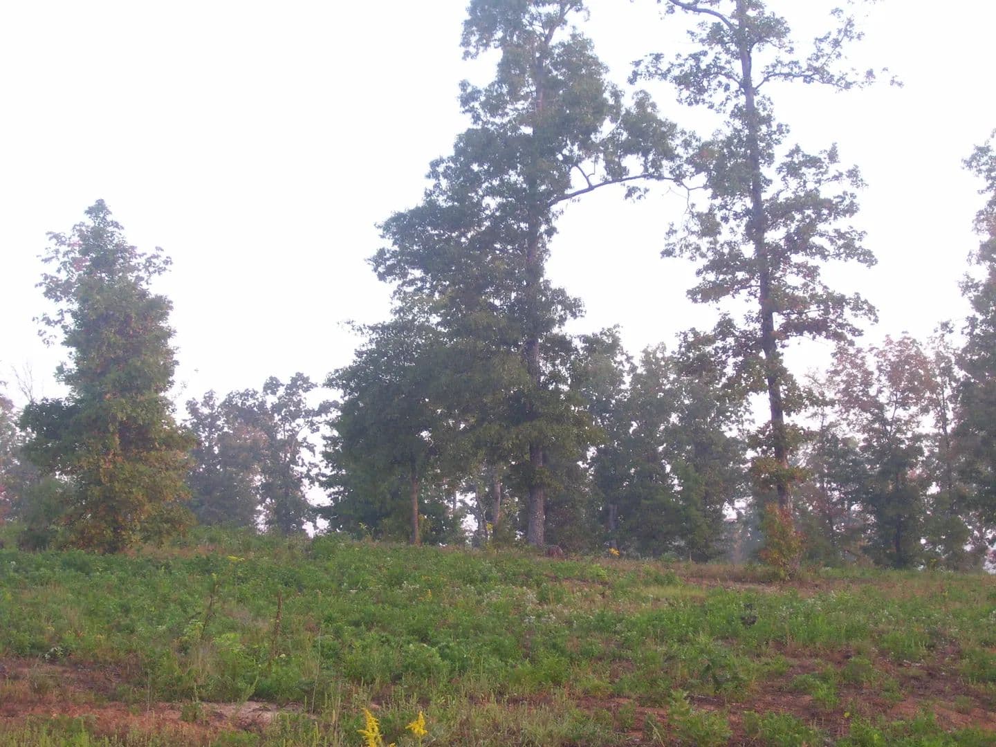 Vacant Land in Many - Many, Louisiana, 71449