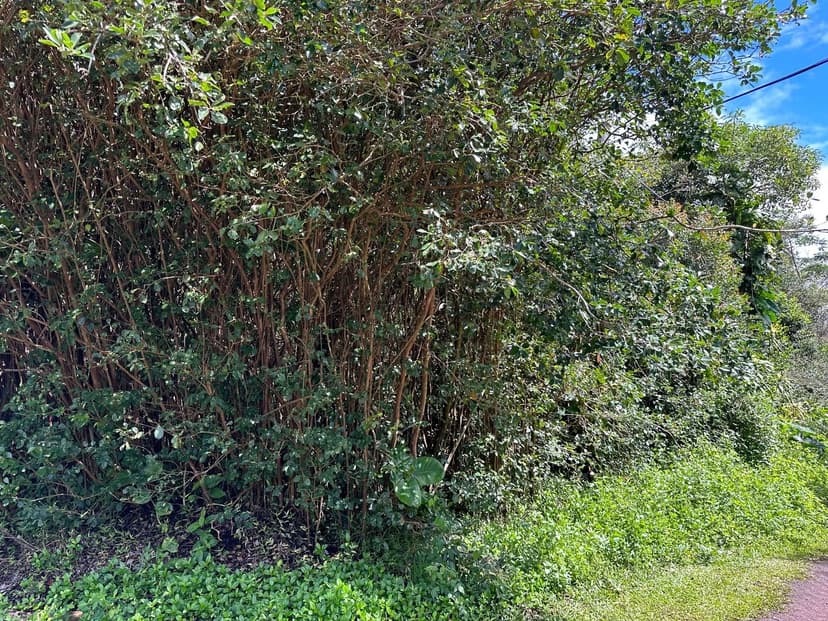 Lots & Land-Other in Pahoa