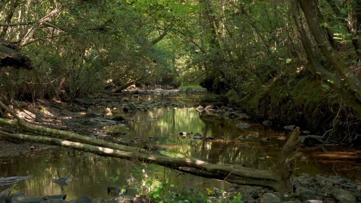 Cabin Creek Tract - land for sale