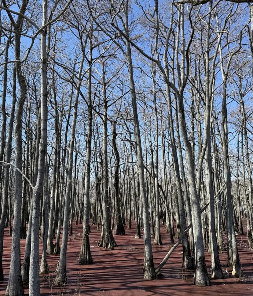 37 Acres in Leflore County in Minter City, MS