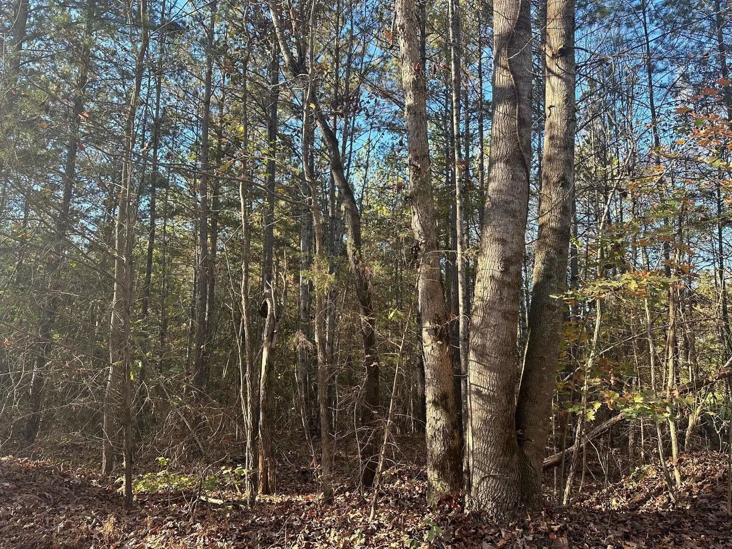 Property from 0 Redman Lane - KW - Decatur, Tennessee, 37322